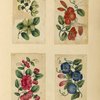 Flowers ; Flowers ; Flowers ; Flowers 