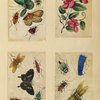 Insects ; Flowers ; Insects ; Insects 