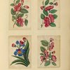 Flowers ; Flowers ; Flowers ; Flowers 