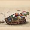 Two water birds on a stone with flowers