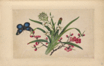 Black and blue butterfly with white and pink flowers.