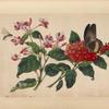 Brown butterfly with gold stripe, small fly, pink flowers.