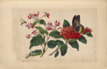 Brown butterfly with gold stripe, small fly, pink flowers.