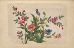 Pink and blue flowers