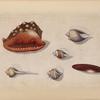 Shells.