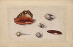 Shells.