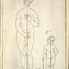 Lam. 3 fig. 3, fig. 5.