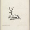Stag in lying position on low base