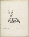 Stag in lying position on low base