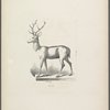 Design of stag on low base