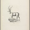 Stag on low base
