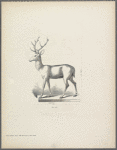 Stag on low base