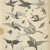 Design of birds and insects.