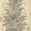 Design of flowering plant