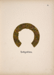 [H]eiligenschein.