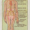 Course of arteries.