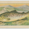 Great Lake Trout.