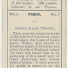 Great Lake Trout.
