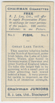 Great Lake Trout.