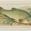 Tench.