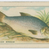 Pomeranian Bream.