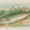 Pike.