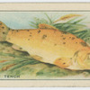 Golden Tench.