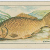 Bronze Carp.