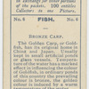 Bronze Carp.