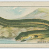Broad-nosed Eel.