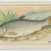 Grayling.