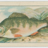 Perch.