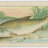Barbel.