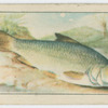Dace.