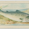 Salmon Trout.