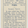 Salmon Trout.
