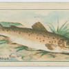 Bull Trout.