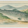 Salmon.