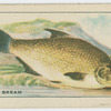 Common Bream.