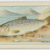 Salmon Pike.