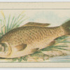Carp.