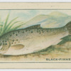 Black-finned Trout.