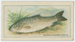 Black-finned Trout.