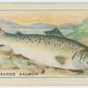 Short-headed Salmon.