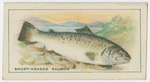 Short-headed Salmon.