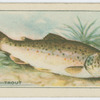 Common Trout.