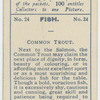 Common Trout.