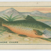 Windermere Charr.