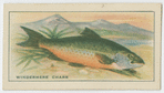 Windermere Charr.