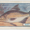 The bream.